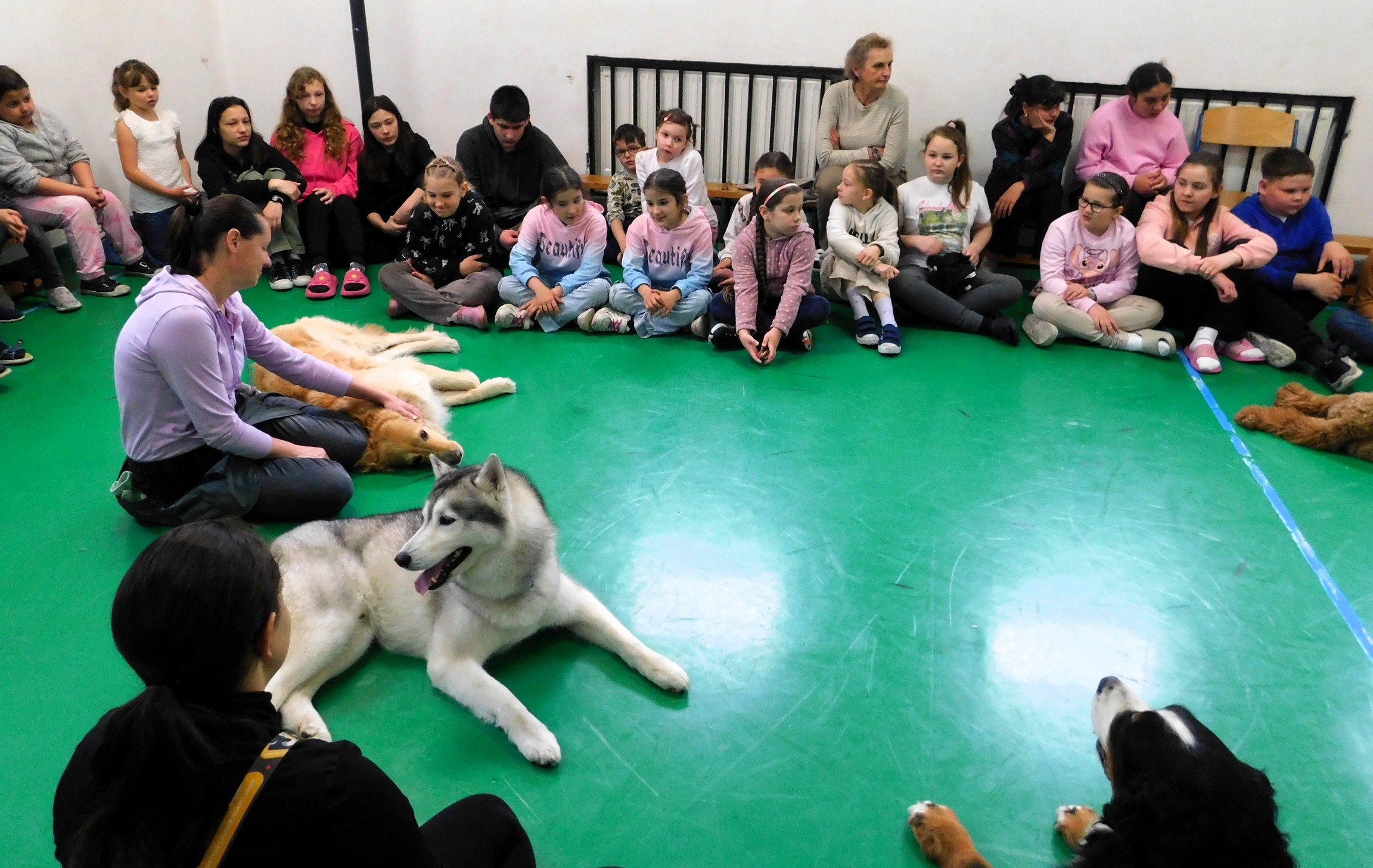 Terápiás kutyák bemutatója az iskolában